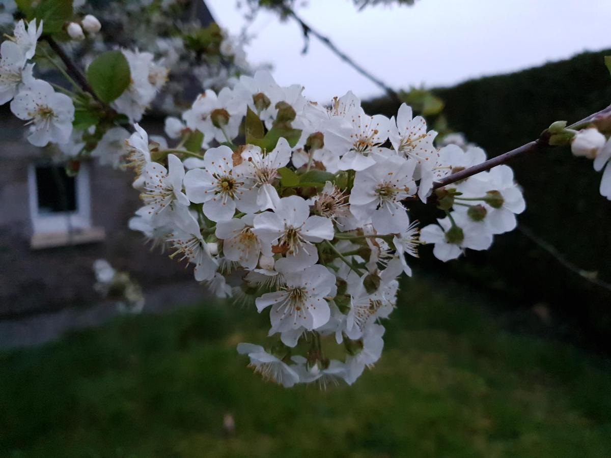 Saint-Aignan  Couloumine Breizh B&B 외부 사진